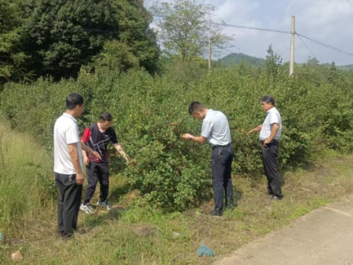庙前镇:多措并举 全力筑牢油茶收摘“秩序墙”