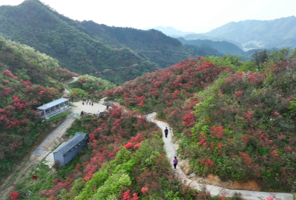 【视频】 常宁天堂山：姹紫嫣红漫云端 杜鹃绽放醉游人