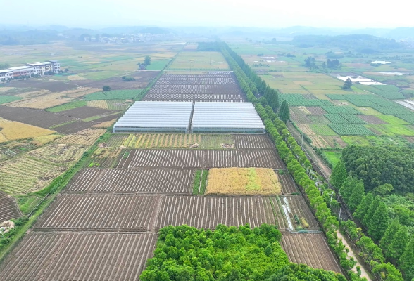 从烟苗破土到产业参天 桐江村二十年涅槃蹚出振兴路