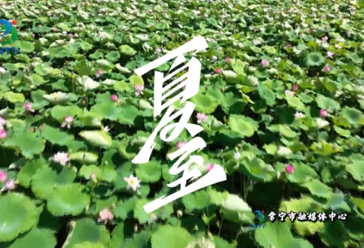今日夏至丨愿所有美好如约而至
