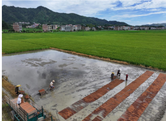 常宁：仲夏人勤农事忙