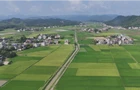【视频】机械化“加持” 常宁市洋泉镇万亩示范片“双抢”提速 