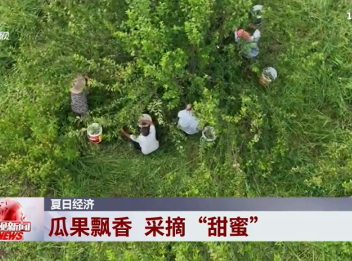 湖南经视《经视新闻》报道常宁新闻《果香沁山野 常宁高桥村奈李“甜蜜”大丰收》