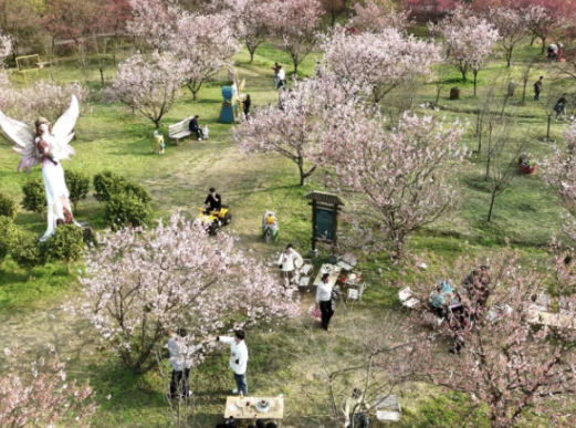 常宁百万樱花园：樱花绽放迎新春 花海年味醉游人