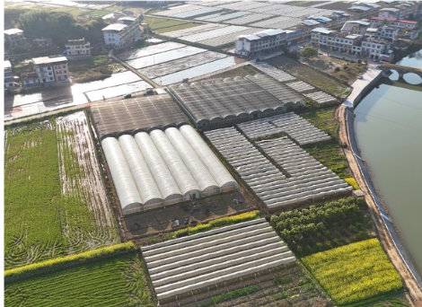 开局八好 乘势而上丨宜阳街道：订单农业“链”出粮安民富