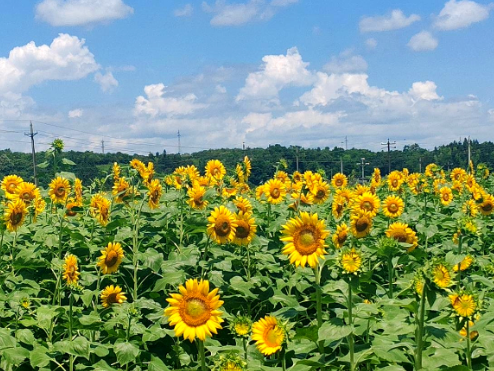 罗桥镇罗市村:荷葵齐绽 花海催生夏日经济