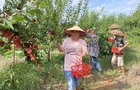 【视频】常宁：黄金奈李甜蜜上市 夏日采摘游玩正相宜