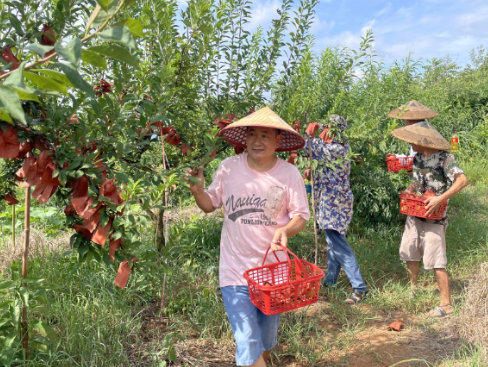 【视频】常宁:黄金奈李甜蜜上市 夏日采摘游玩正相宜