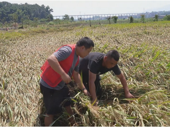 【视频】水退人进抢农时｜常宁全力开展农业灾后复产 筑牢粮食安全底线