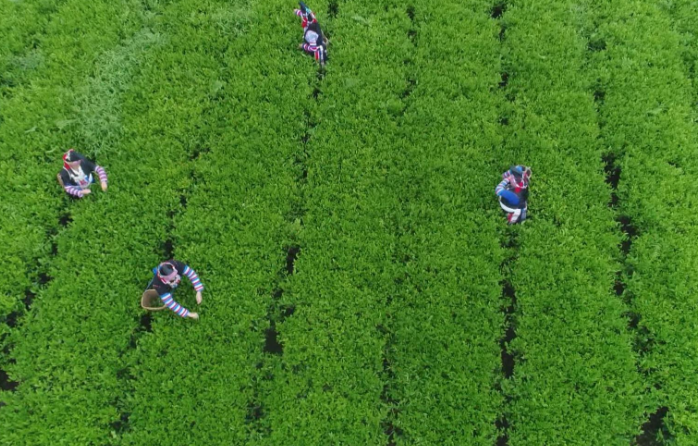 常宁：绽放“非遗”绚丽光彩   让塔山茶飘香世界