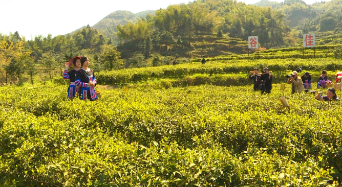 塔山瑶族乡：茶旅融合春色旺