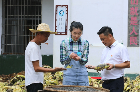 【视频】洋泉镇巷坪村：300亩油葵喜获丰收