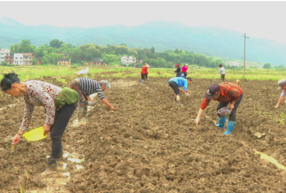 【视频】常宁：农技人员跟踪服务 1.8万亩棉花播种即将完成