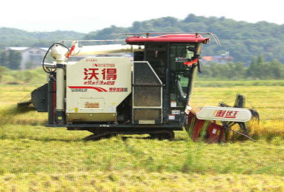 【视频】常宁：22万亩中稻高产丰收