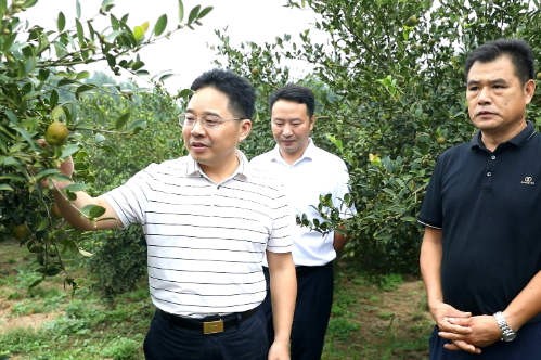 【视频】罗卫华到乡镇调研森林防灭火及油茶收摘秩序维护工作