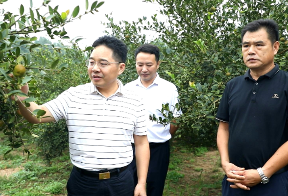 【视频】罗卫华到乡镇调研森林防灭火及油茶收摘秩序维护工作