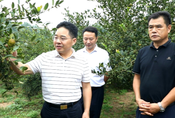 【视频】罗卫华到乡镇调研森林防灭火及油茶收摘秩序维护工作
