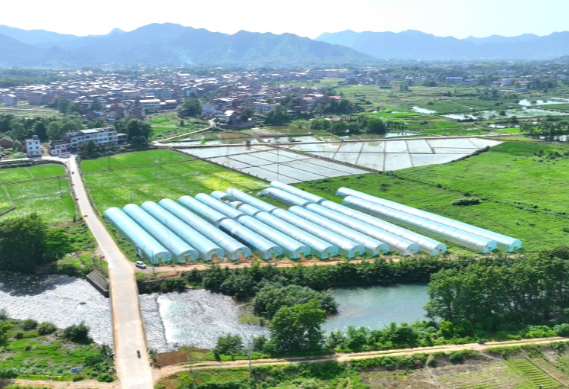 【视频】洋泉镇巷坪村： 种出好风景 带来好“钱景”