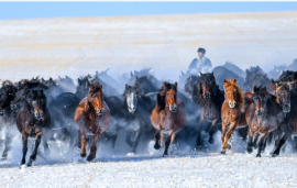 学习新语｜骏马追风扬气魄