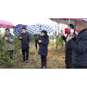 【视频】国家林草局改革发展司来常调研油茶产业发展