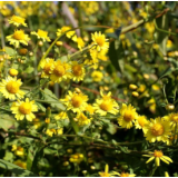 【视频】野菊花开  助农增收