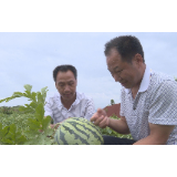 【常宁故事】1800亩的荒山华丽转身变果园