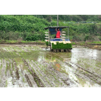 【视频】常宁：农机“撒欢跑” 25万亩早稻全面插秧