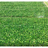 【视频】洋泉镇同心村：无人机高效精准施肥 助力香芋产业增产增收