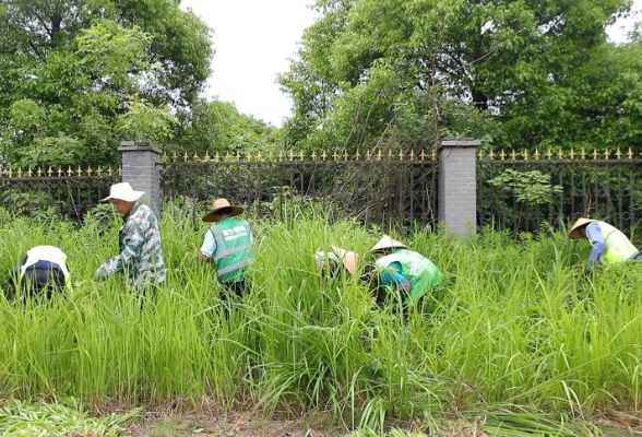常宁速除“生态杀手”加拿大一枝黄花