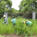 常宁速除“生态杀手”加拿大一枝黄花