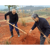 植树添新绿 乡村焕新颜——兰江乡芭梨村开展植树节主题活动
