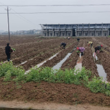 兰江乡：不负春光抢农时烟叶育苗备耕忙