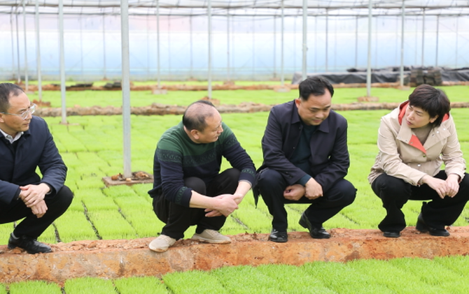 邓艳红调研春耕生产和防汛备汛相关工作