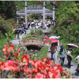 常宁：云上花开 天堂山高山杜鹃迎来暮春旅游热