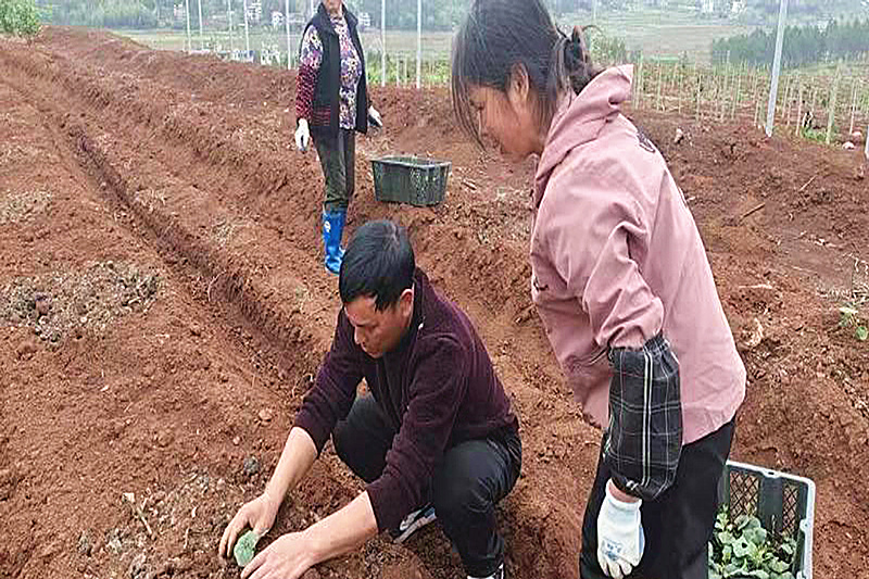 大元村罗汉果基地_副本.jpg