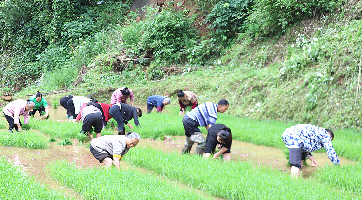 五都岭村乡邻互助插秧忙1_副本.jpg