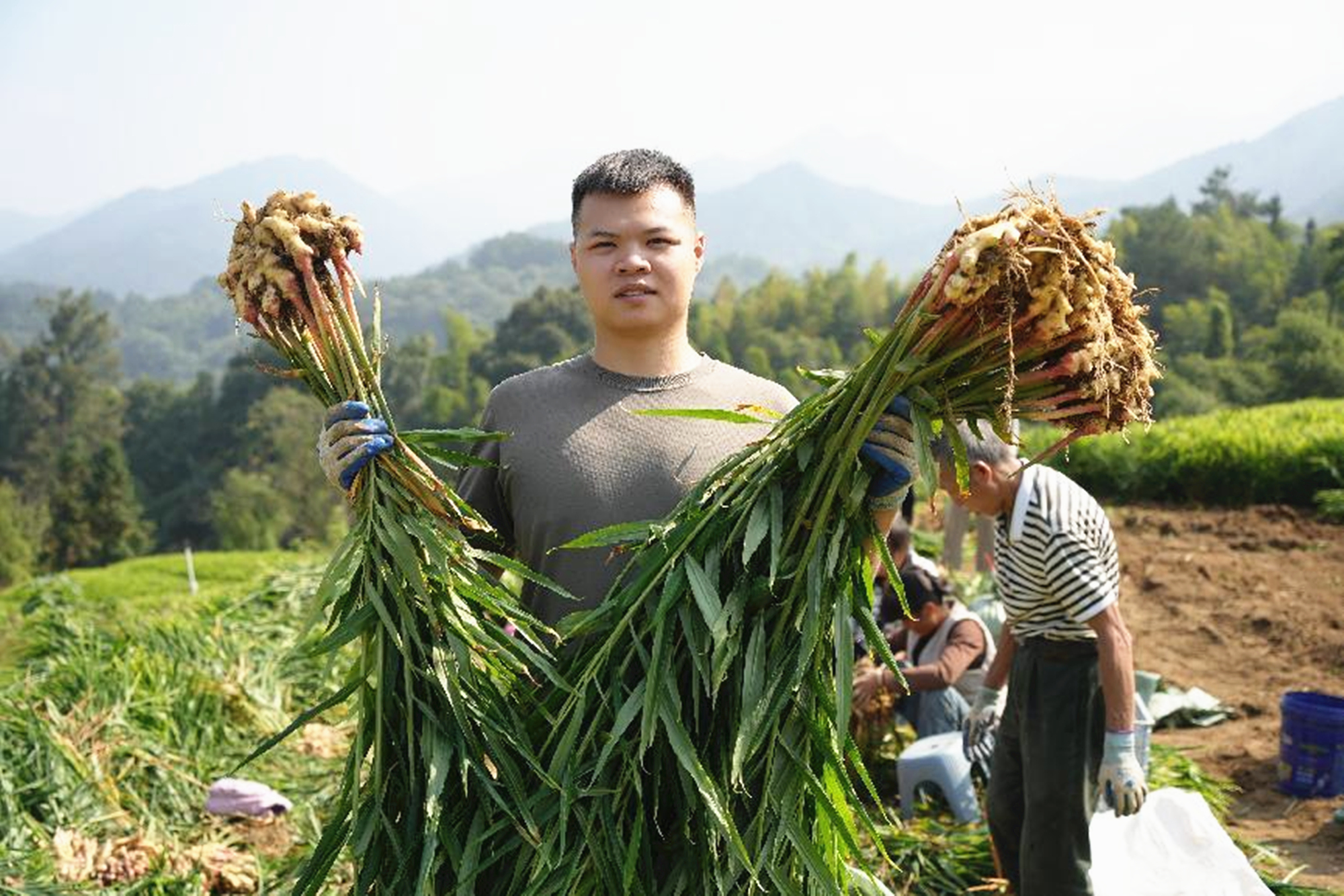 生姜忙采收5_副本.jpg