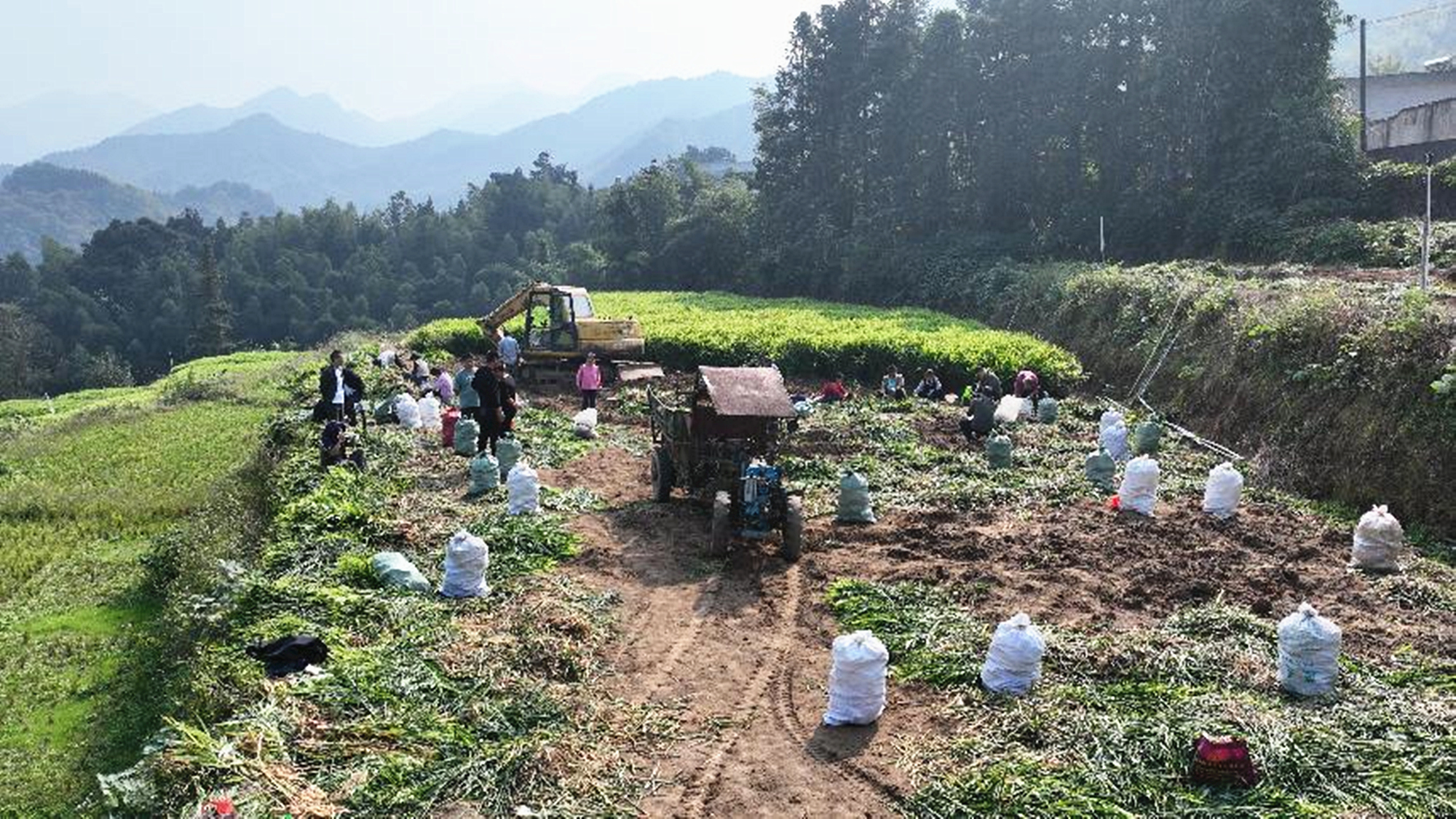 生姜忙采收1_副本.jpg