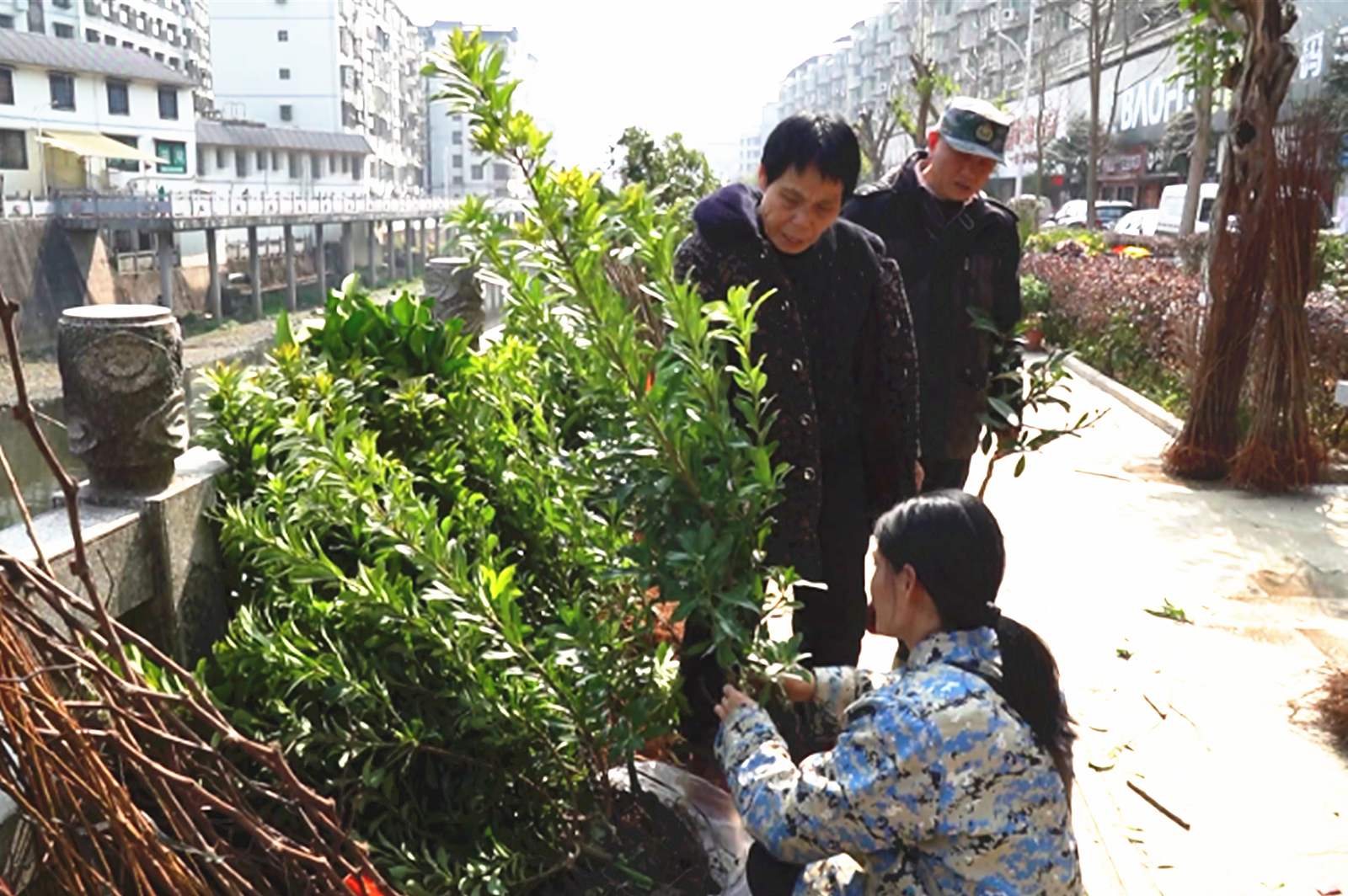苗木市场销售旺_副本.jpg