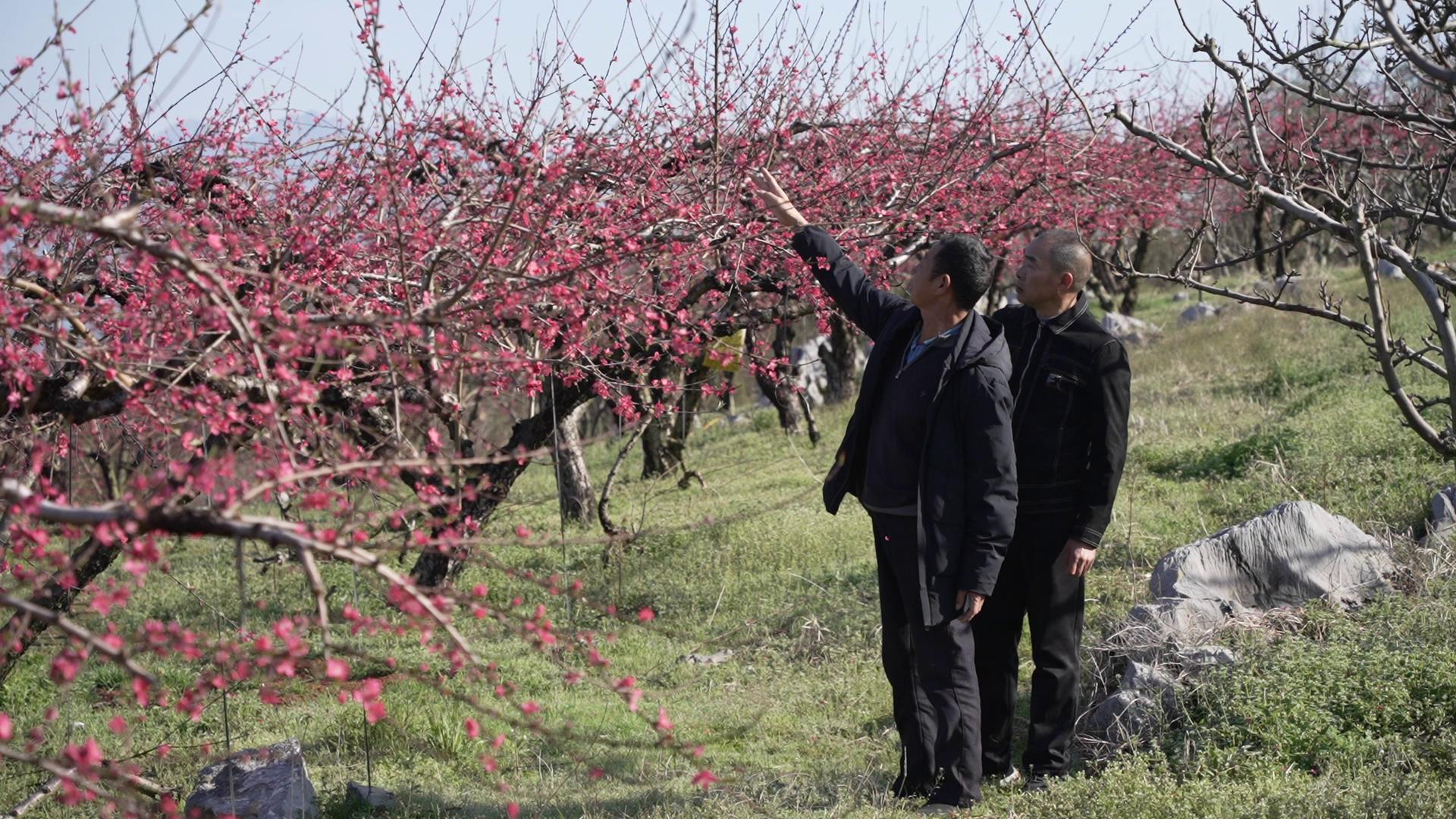 赤石桃花.jpg