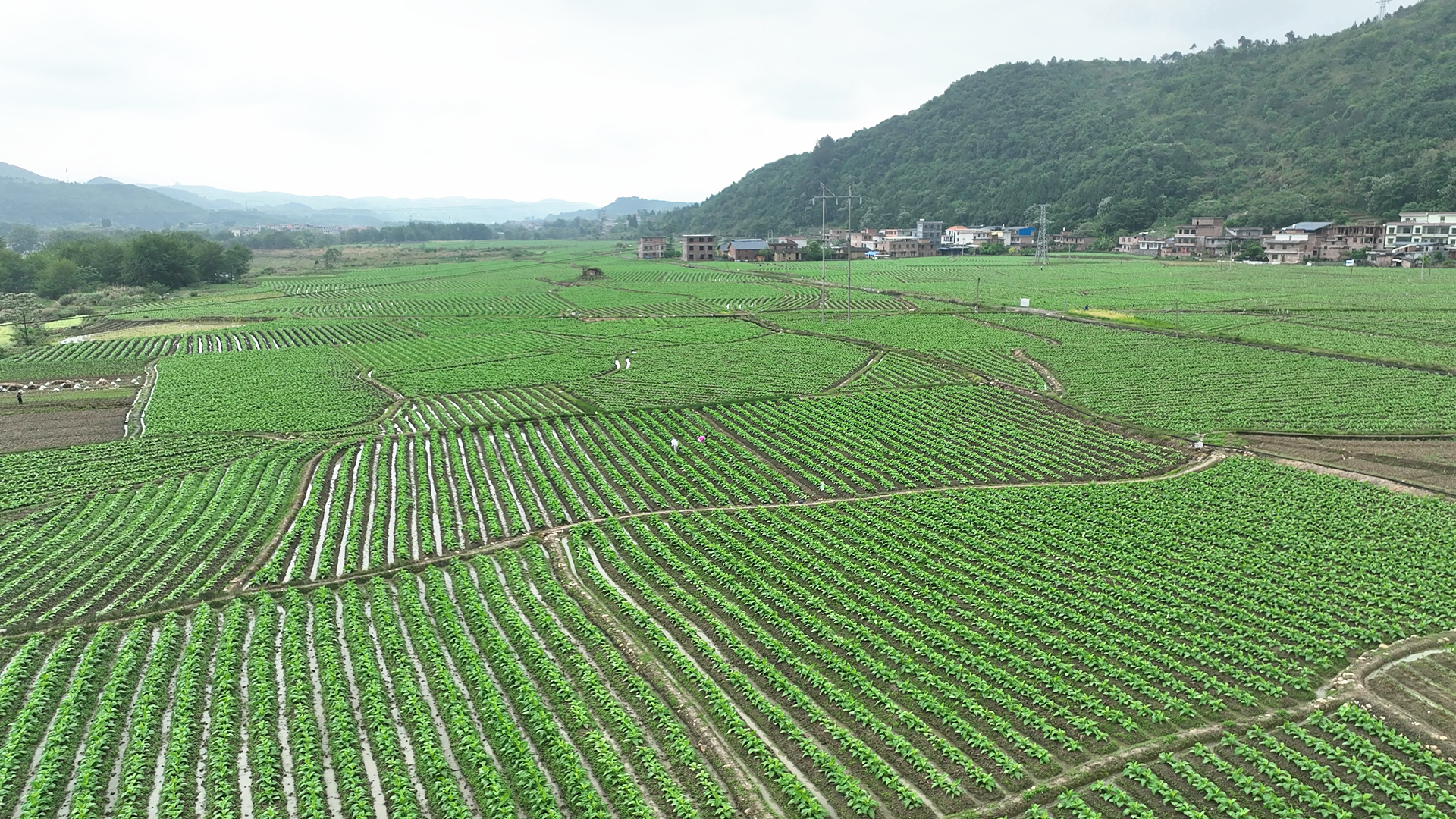 赤石乡烟田管护忙1_副本.jpg
