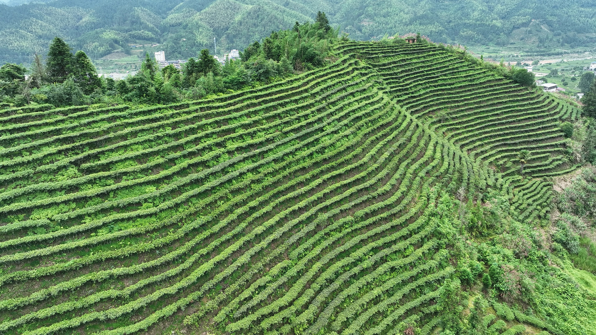莽山瑶族乡钟家村茶园3_副本.jpg