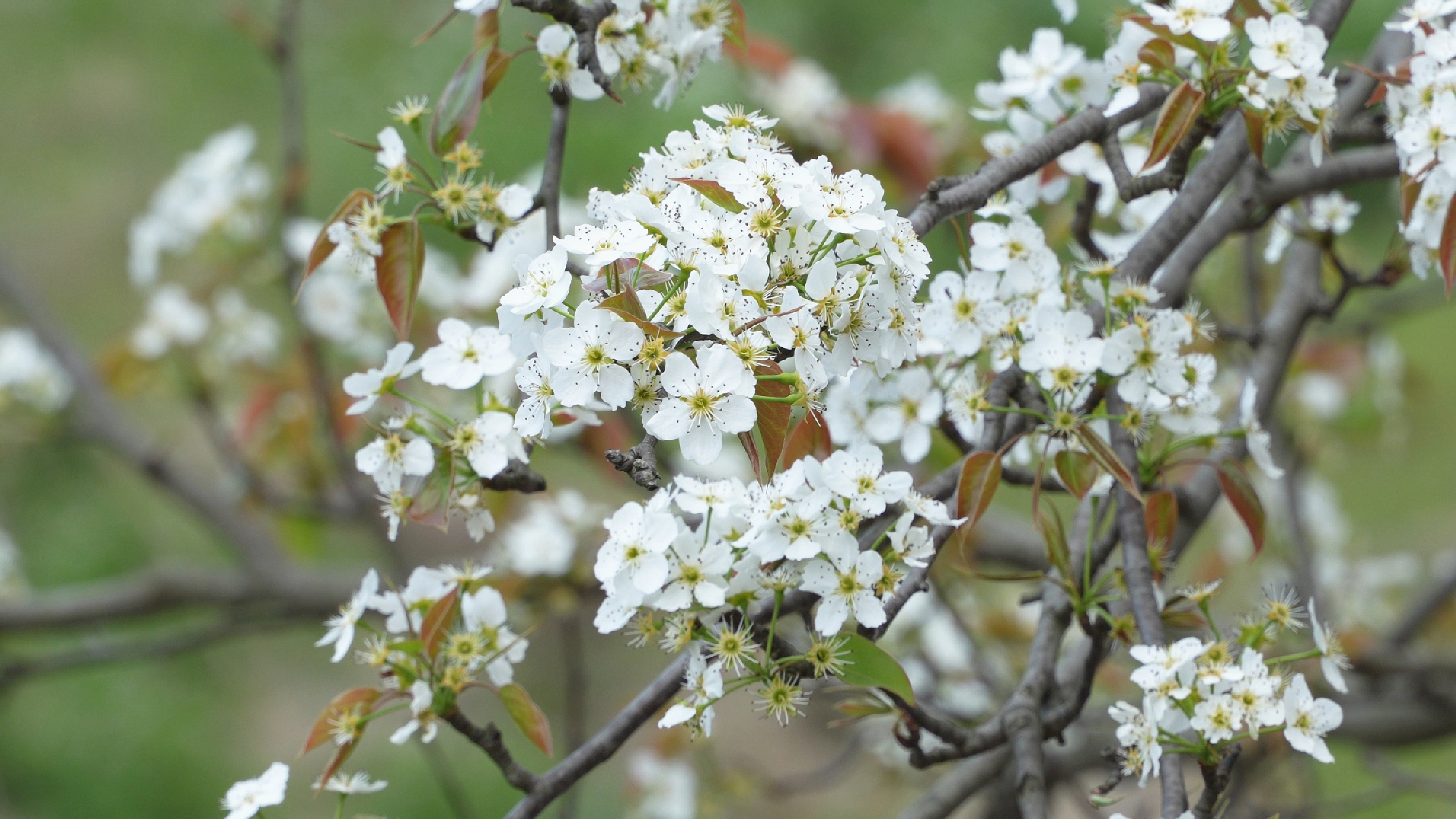 3月19日(31)_副本.jpg 3月19日(31)_副本.jpg