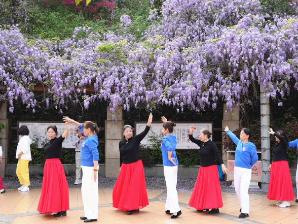 宜人广场紫藤花盛放 解锁春日浪漫