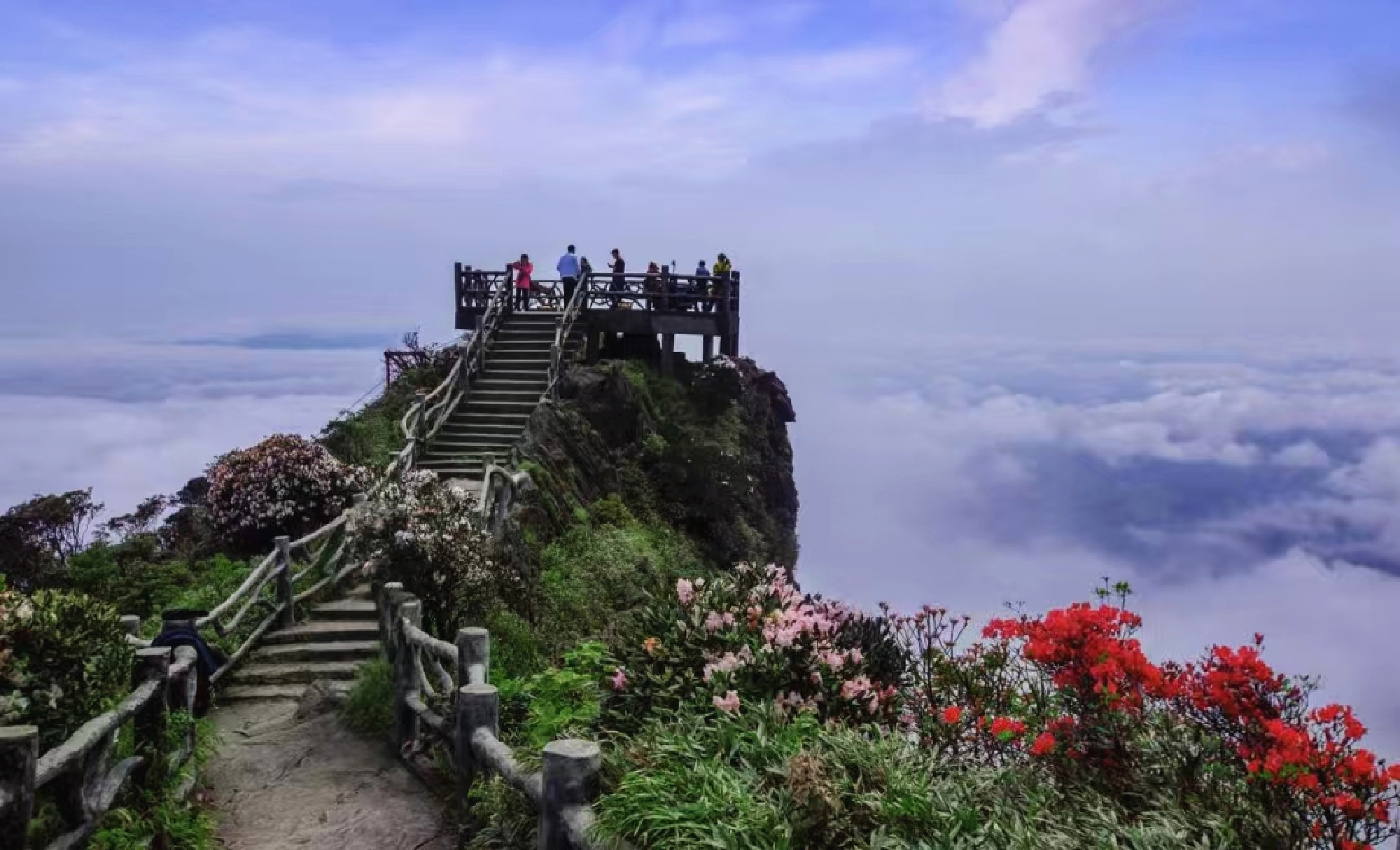 高山杜鹃1_副本.jpg