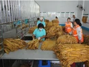  宜章：金叶开秤迎丰收 阳光收购暖民心