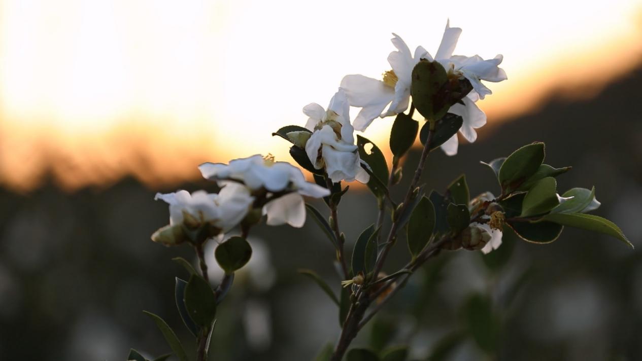 image005.jpg image005.jpg