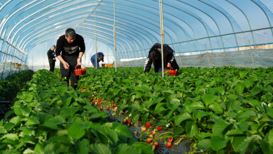 宜章县留军村:草莓别样红 乡村采摘乐(1)584.png 宜章县留军村:草莓别样红 乡村采摘乐(1)584.png