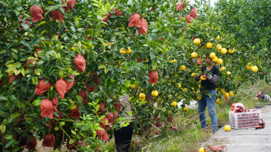 宜章县水口村：“柚”香“柚”甜“柚”美丽（新媒体）768.png