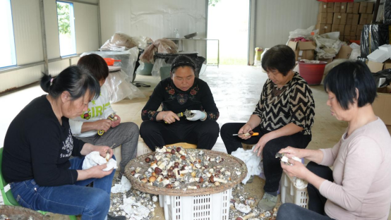宜章：春收赤松茸（新媒体）434.png